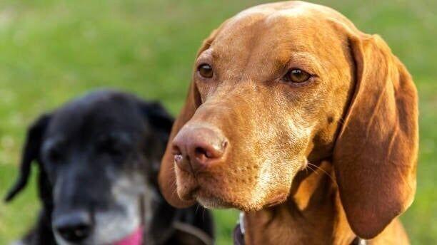 Five Common Myths About Dogs